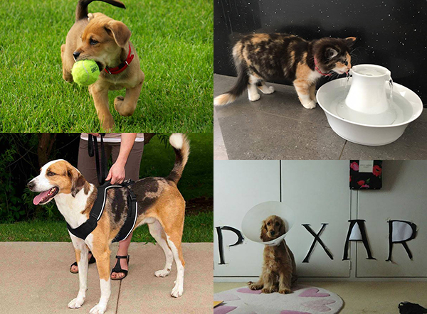 petsafe-2nd-image