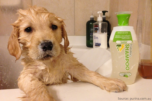 Dog Bath