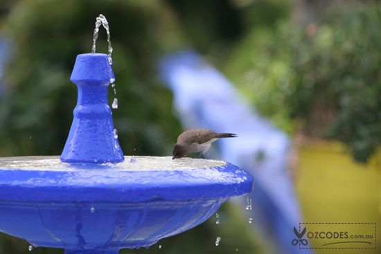 Garden birds